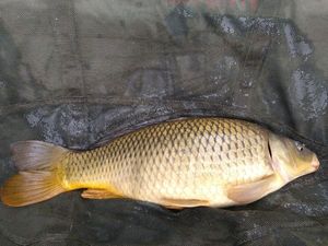Common Carp