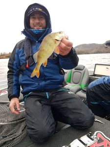European Perch
