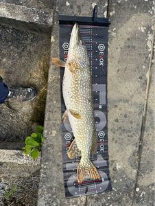 Northern Pike