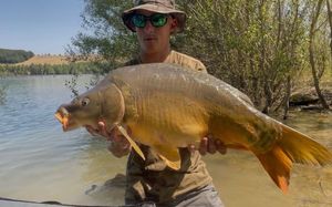 Mirror Carp