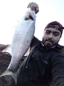 European Bass (Seabass)