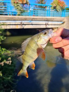 European Perch