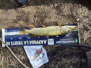 Northern Pike