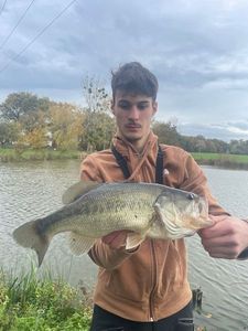 Largemouth Bass