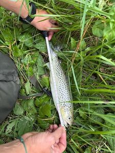 Brown Trout