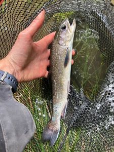 Brook Trout