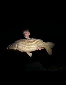 Common Carp