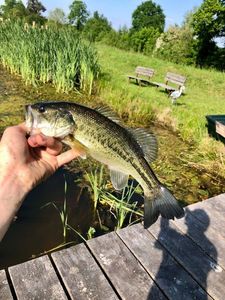 Largemouth Bass