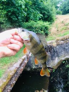 European Perch