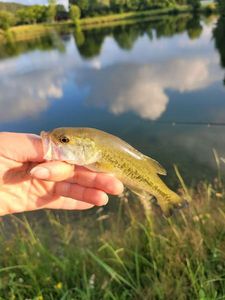 Smallmouth Bass