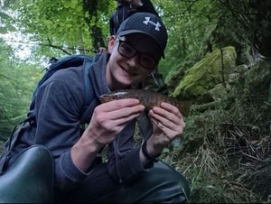 Brown Trout