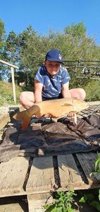 Mirror Carp