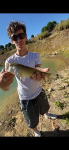 Largemouth Bass