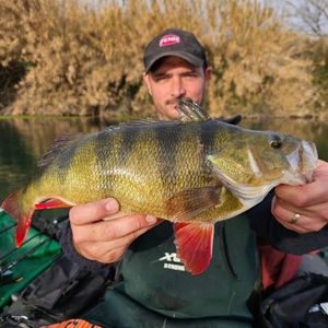 European Perch