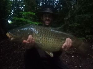 Common Carp