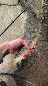Brown Trout