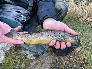 Brown Trout