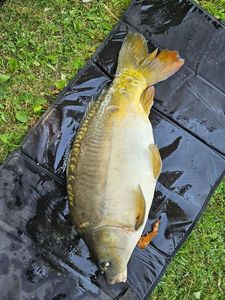 Leather Carp