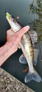 Zander