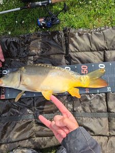 Mirror Carp