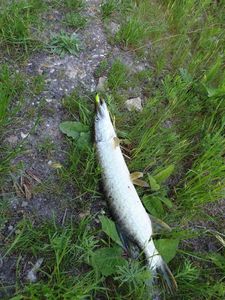 Northern Pike