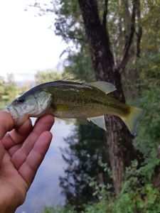 Largemouth Bass