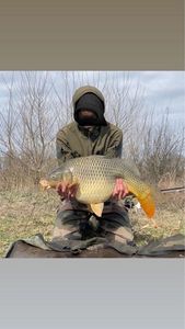 Common Carp