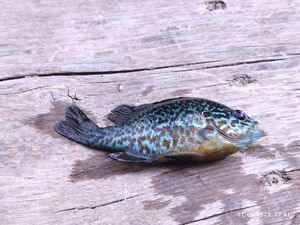 Green Sunfish