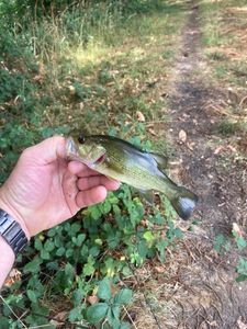 Largemouth Bass