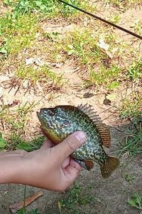Green Sunfish