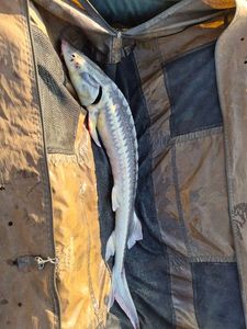 Sturgeon