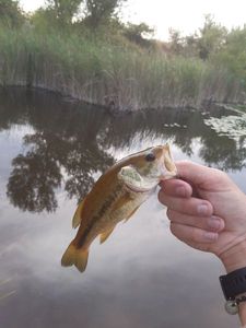 Largemouth Bass