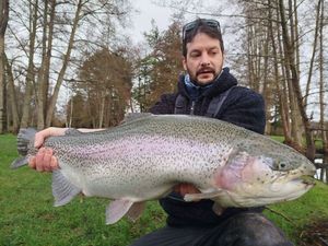 Rainbow Trout