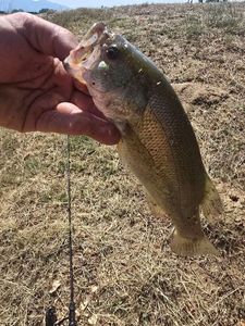 Largemouth Bass
