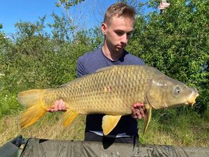 Common Carp