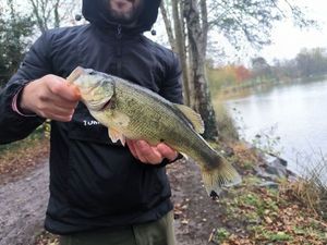 Largemouth Bass