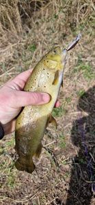 Brown Trout