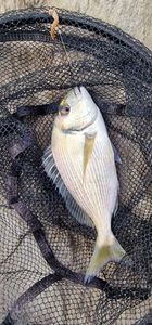Gilthead Seabream