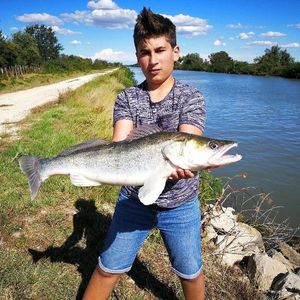 Zander