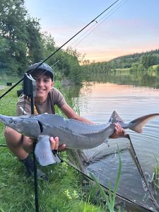 Siberian Sturgeon