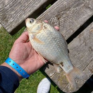 Prussian Carp