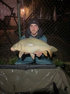 Mirror Carp