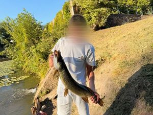 Northern Pike