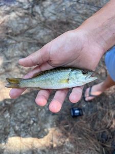 Smallmouth Bass