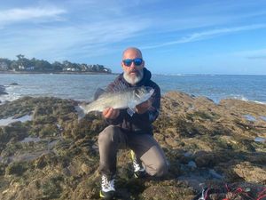 European Bass (Seabass)