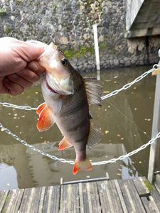 European Perch