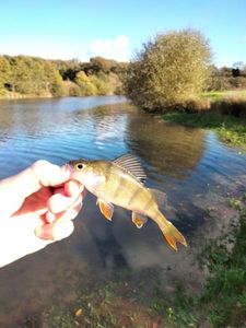 European Perch