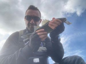 European Bass (Seabass)