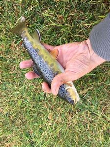 Brown Trout