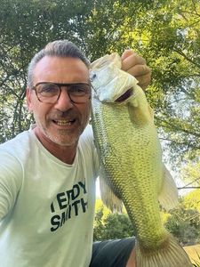Largemouth Bass